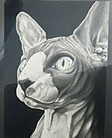 My Cat by Hannah Pryor