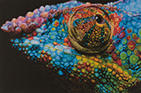 Spectrum by Kayden Friddle