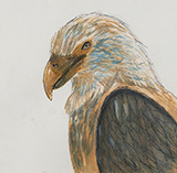Adirondack Close Encounters, Bald Eagle by Olivia Hurlburt
