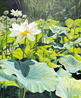 Sundrenched Lotus by Aubrey Kutash