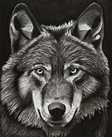 The Dire Wolf by Connor Main