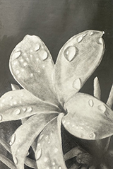 After the Rain by Leylani Kramer