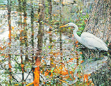 La Dame Blanche Du Bayou (The White Lady of the Bayou) by Cole Ritter