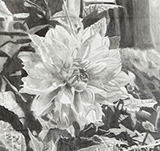 Great Dahlia by William McNeill