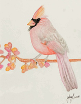Red Cardinal on Cherry Blossom Branch by Lana Macchi