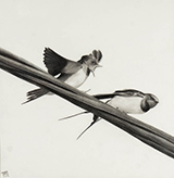 Swallow Your Attitude by Tessa Meyer