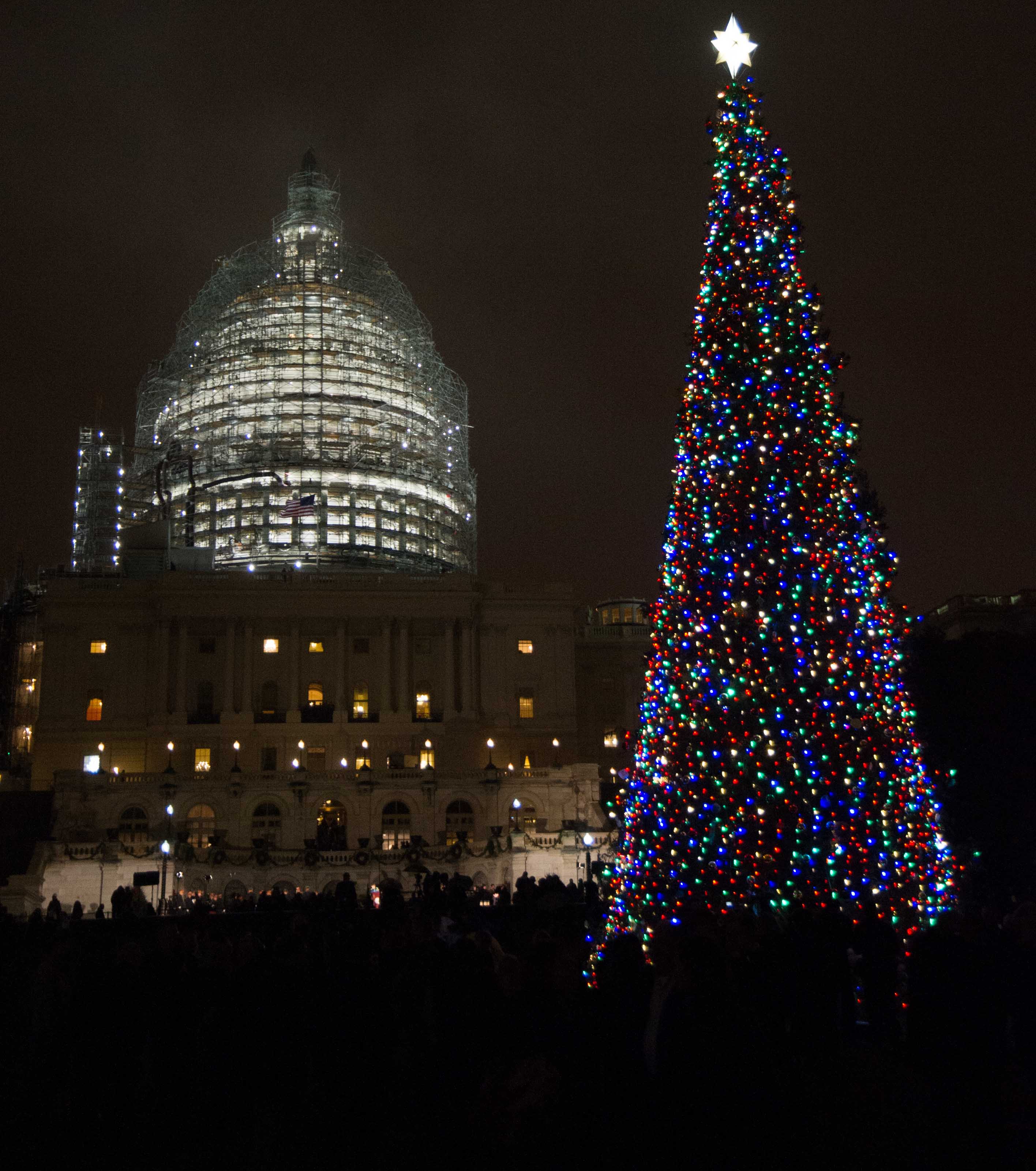 The tree in front of the U.S. Capitol which is encased in scaffolding during restoration work.