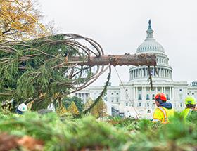 Two Architect of the Capitol Employees standing next to the Capitol Christmas Tree