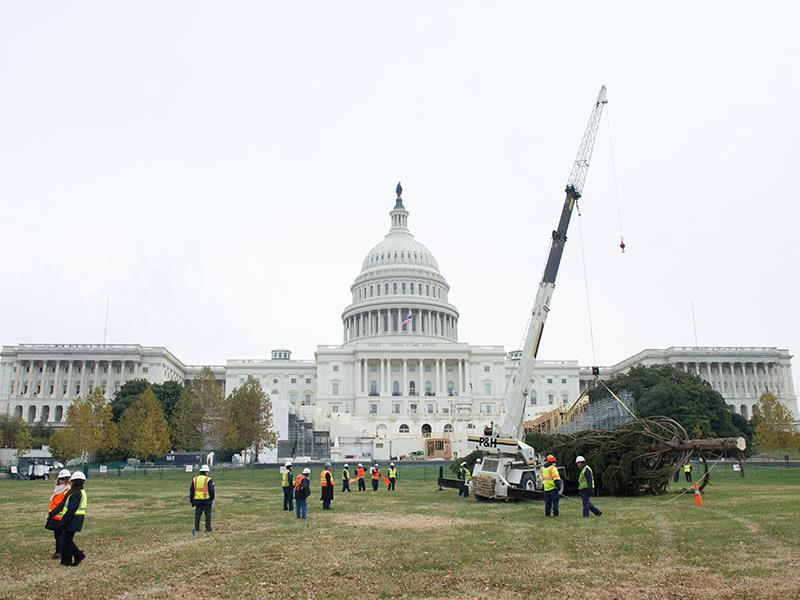 A crane lifting the Capitol Christmas Tree