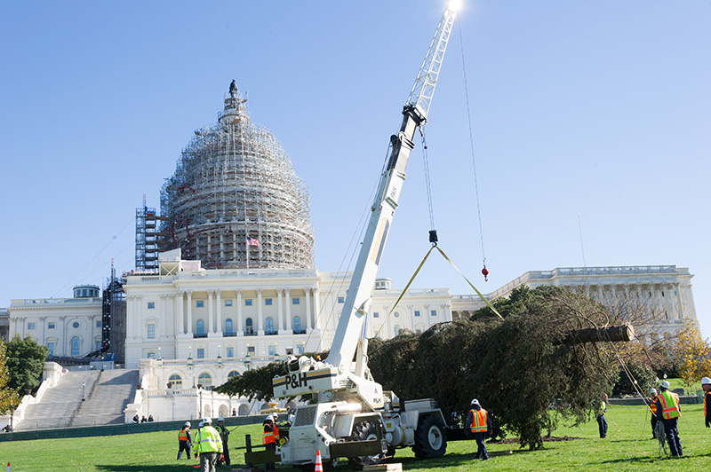 The tree is positioned on the West Front Lawn with the U.S. Capitol in the background.