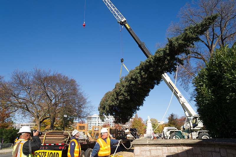 Workers hoist the tree before placing it on the West Front lawn of the Capitol.