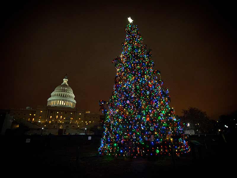 The 2016 Capitol Christmas Tree at night and the U.S. Capitol dome in the background
